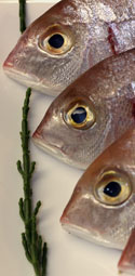 En Slow Fish, educación del gusto que ayuda al consumidor y al mar