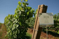Robert Parker e International Wine Cellar impulsan el reconocimiento internacional de los vinos del