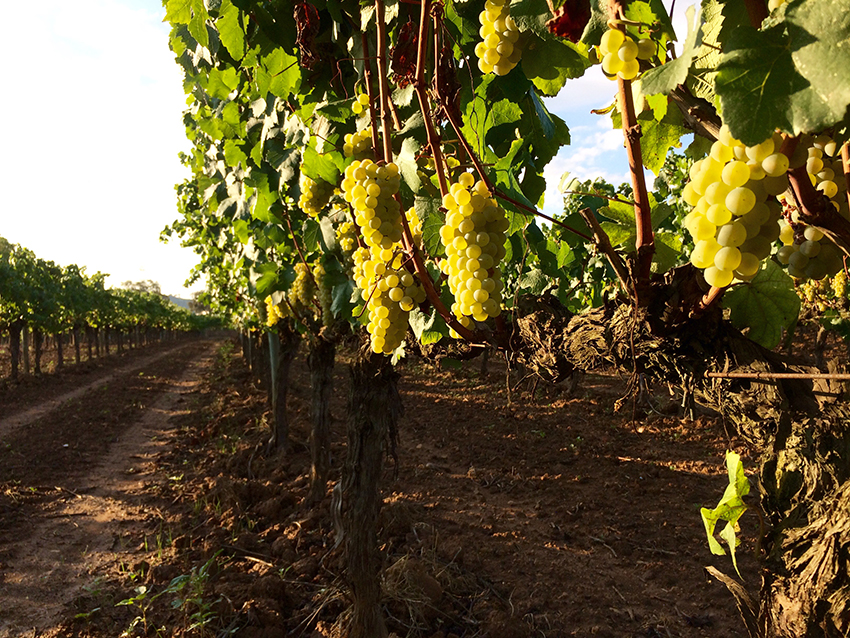 Cellers Avgvstvs Forvm inicia la vendimia 2015 con una calidad y sanidad de la uva excepcionales