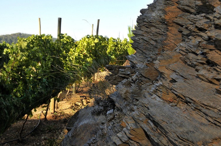 Bodegas Torres lanza el primer vino chileno procedente de terrazas de piedra pizarra