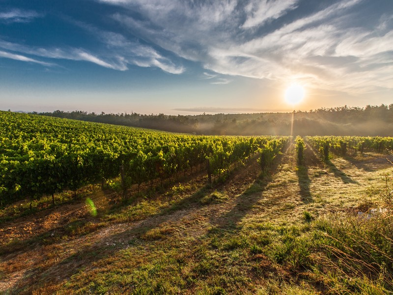 GLOBALVITI, los retos del sector vitivinícola ante el cambio climático