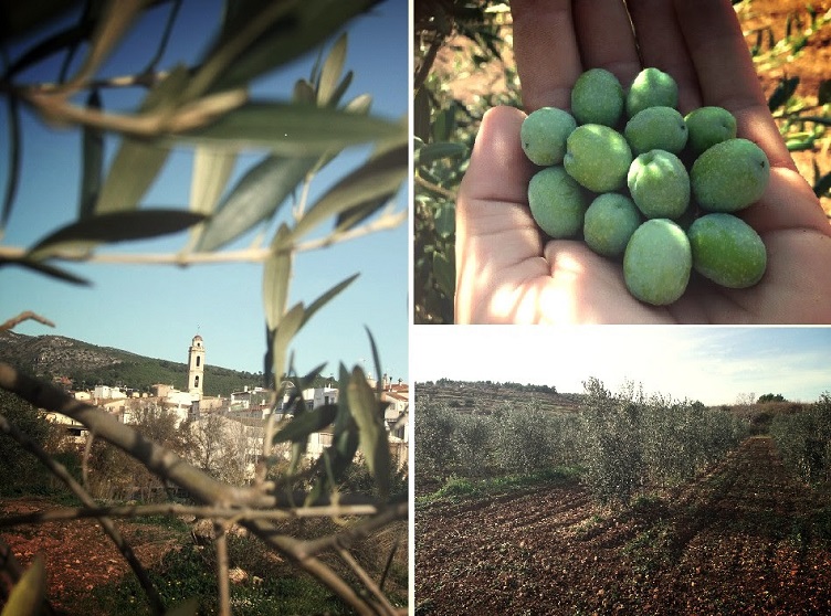 oliveres 2